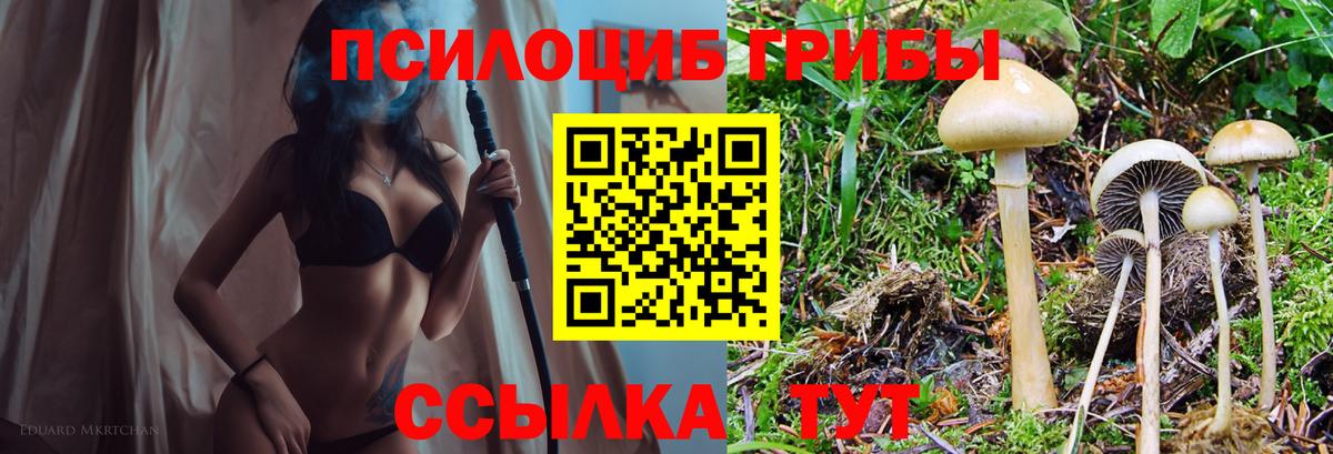 Псилоцибиновые грибы Psilocybe Волхов